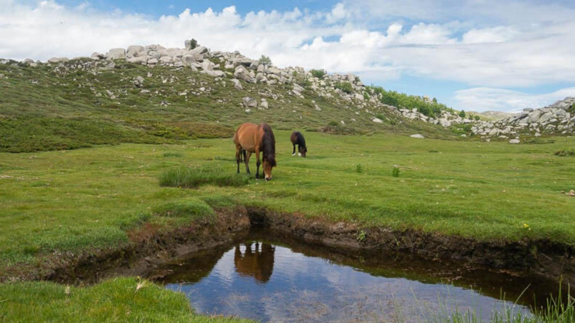Hotel Domaine Le Mouflon D'Or Zonza Zewnętrze zdjęcie